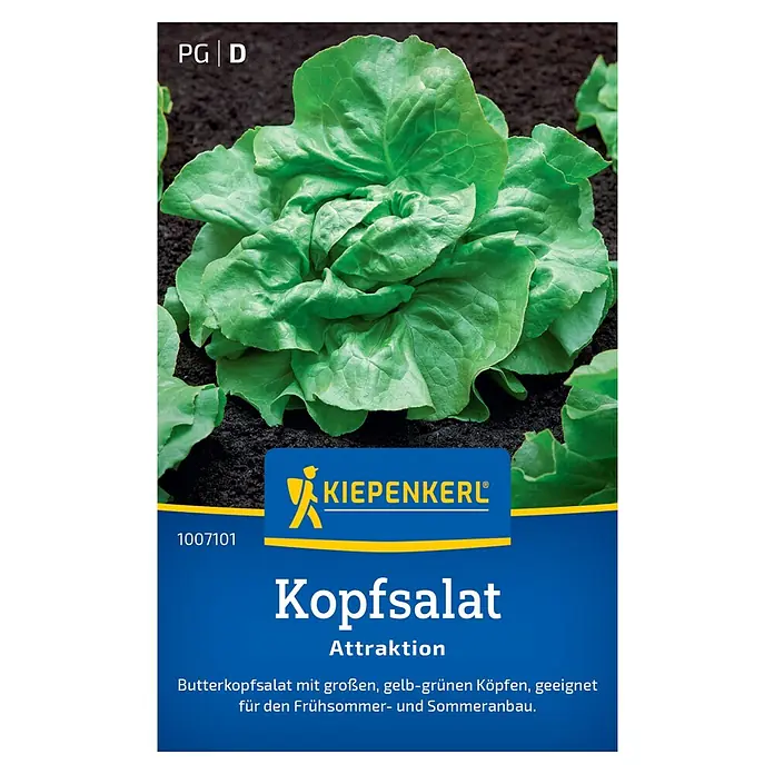 Kiepenkerl Gemüsesamen Kopfsalat Attraktion - Lactuca sativa, Erntezeit: Juni - Abbildung eines "Kopfsalat Attraktion" Samentütendesigns mit einem Bild von frischem, grünem Kopfsalat und blauem Branding.