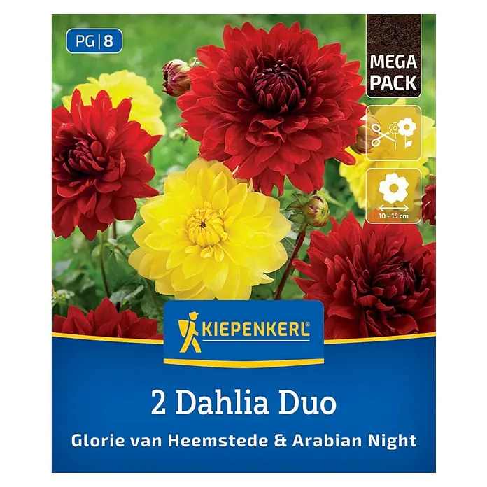 Kiepenkerl Dahlie Glory of Heemstede & Arabian - Dahlia x Hybrida, Mehrfarbig - Packung Dahlien Duo "Glorie van Heemstede & Arabian Night" von Kiepenkerl mit roten und gelben Blüten.