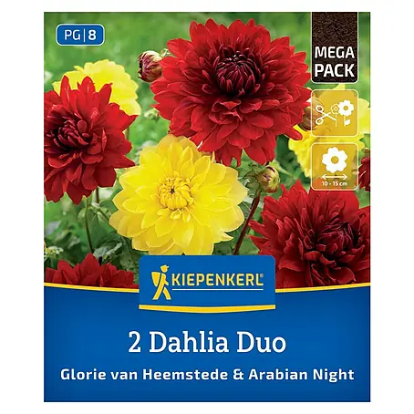 Kiepenkerl  Dahlie Glory of Heemstede & Arabian