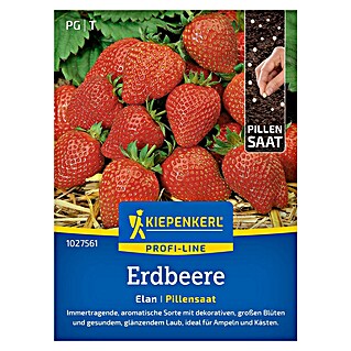 Kiepenkerl Profi-Line Obstsamen Erdbeere Elan, F1 (Fragaria ananassa, Erntezeit: Mai)
