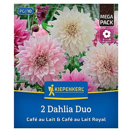 Kiepenkerl  Dahlie Café au Lait & Café au Lait