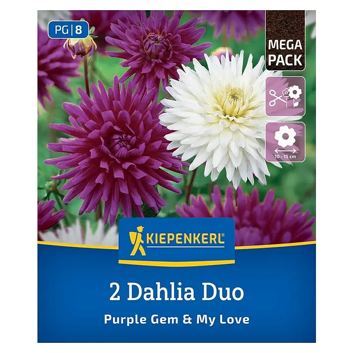 Kiepenkerl Dahlie Purple Gem & My Love - Dahlia x Hybrida, Mehrfarbig - Das Kiepenkerl 2er-Pack Dahlien-Duo "Purple Gem & My Love" bietet eine wunderschöne Kombination aus lila und weißen Dahlien.