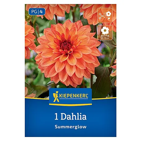Kiepenkerl  Dahlie Summerglow