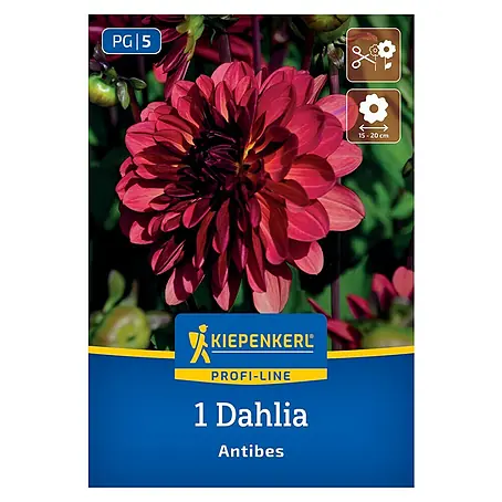 Kiepenkerl  Dahlie Antibes