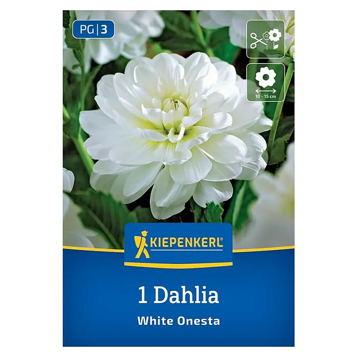 Kiepenkerl Dahlie White Onesta - Dahlia x Hybrida, Weiß - Abbildung einer Dahlien-Produktverpackung. Sie zeigt eine einzelne, weiße "White Onesta" Dahlie mit dem Kiepenkerl-Logo.