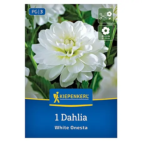 Kiepenkerl  Dahlie White Onesta