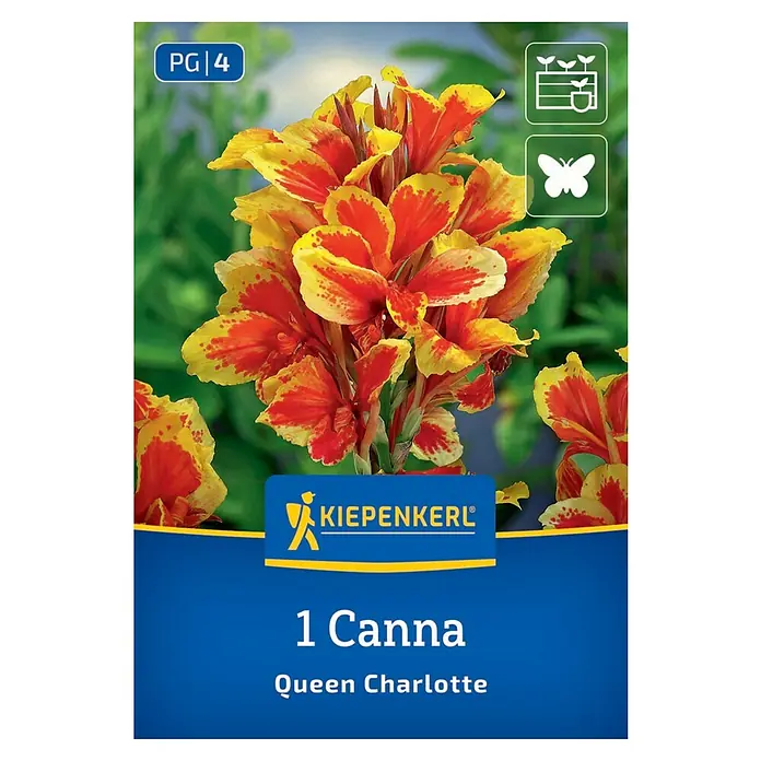 Kiepenkerl Blumensamenmischung Blumenrohr Queen Charlotte - Begonia x Tuberhybrida - Produktbild einer Canna 'Queen Charlotte' Pflanze von Kiepenkerl, mit ihren gelb-roten Blüten.