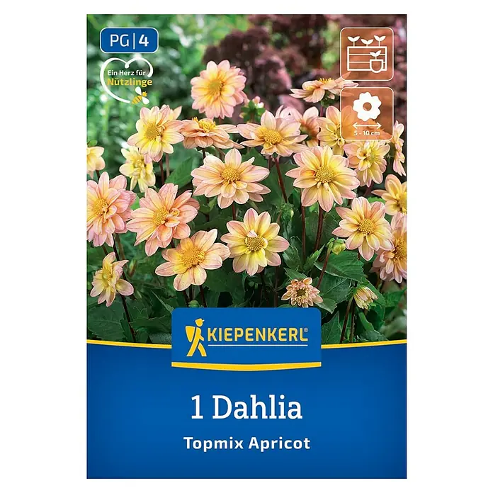 Kiepenkerl Dahlie Topmix Apricot - Dahlia x Hybrida, Mehrfarbig - Dahlie 'Topmix Apricot' Blumensamen-Packung von Kiepenkerl mit apricotfarbenen Blüten. Ideal für Garten und Balkon.