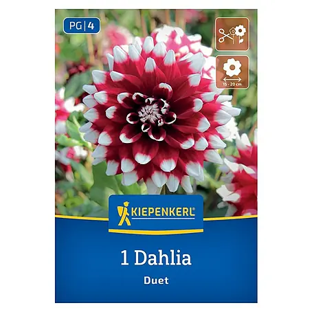 Kiepenkerl  Dahlie Duet