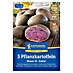 Kiepenkerl Profi-Line Pflanzkartoffeln Blauer St. Galler 
