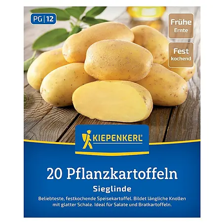 Kiepenkerl  Pflanzkartoffeln Sieglinde