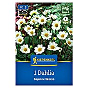 Kiepenkerl Dalija Topmix Bela  (Dahlia x Hybrida, Večbarvna) | 8113 - Frühjahrsblumenzwiebeln | IBXA - Blumenzwiebeln | IBX - Blumenzwiebeln | IB - Grünpflanzen/Sämereien | I - Stadtgarten | BAUHAUS