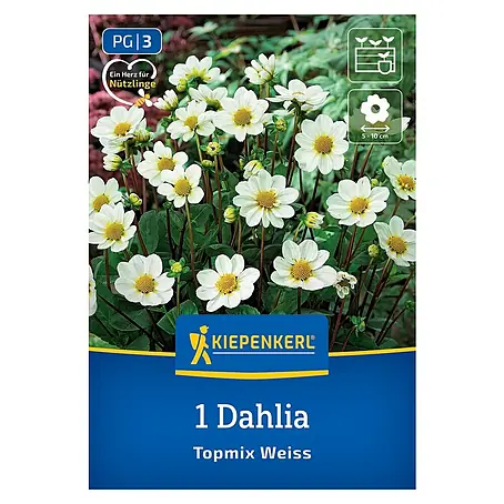Kiepenkerl  Dahlie Topmix Weiß