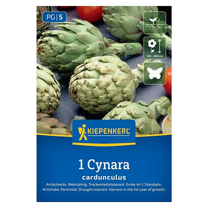Kiepenkerl Artischocke - Cynara cardunculus, Erntezeit: August - Sämereien von Cynara cardunculus, bekannt als Artischocke. Mehrjährig, trockenheitstolerant und mit früher Ernte im ersten Standjahr.