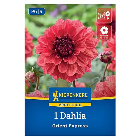 Kiepenkerl  Dahlie Orient Express