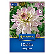 Kiepenkerl Dalija Crazy Love  (Dahlia x Hybrida, Večbarvna) | 8113 - Frühjahrsblumenzwiebeln | IBXA - Blumenzwiebeln | IBX - Blumenzwiebeln | IB - Grünpflanzen/Sämereien | I - Stadtgarten | BAUHAUS
