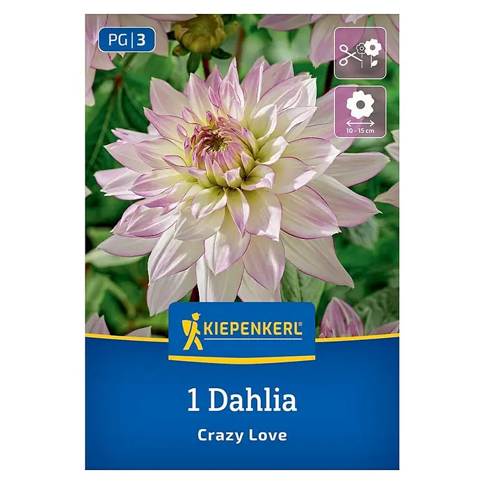 Kiepenkerl Dahlie Crazy Love - Dahlia x Hybrida, Mehrfarbig - Abbildung einer Dahlie "Crazy Love" Blumenzwiebelpackung, die eine üppige, rosa-weiß gefärbte Blüte in voller Pracht zeigt.
