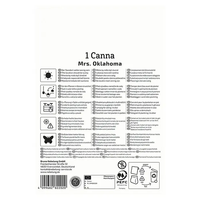Kiepenkerl Blumensamenmischung Blumenrohr Mrs. Oklahoma - Begonia x Tuberhybrida - Produktinformationen für Canna 'Mrs. Oklahoma', inklusive Standort, Bewässerung, Pflanzung und Pflegehinweise.