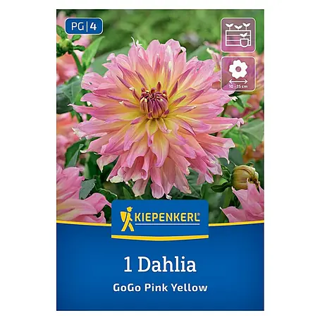 Kiepenkerl  Dahlie Go Go Pink Yellow