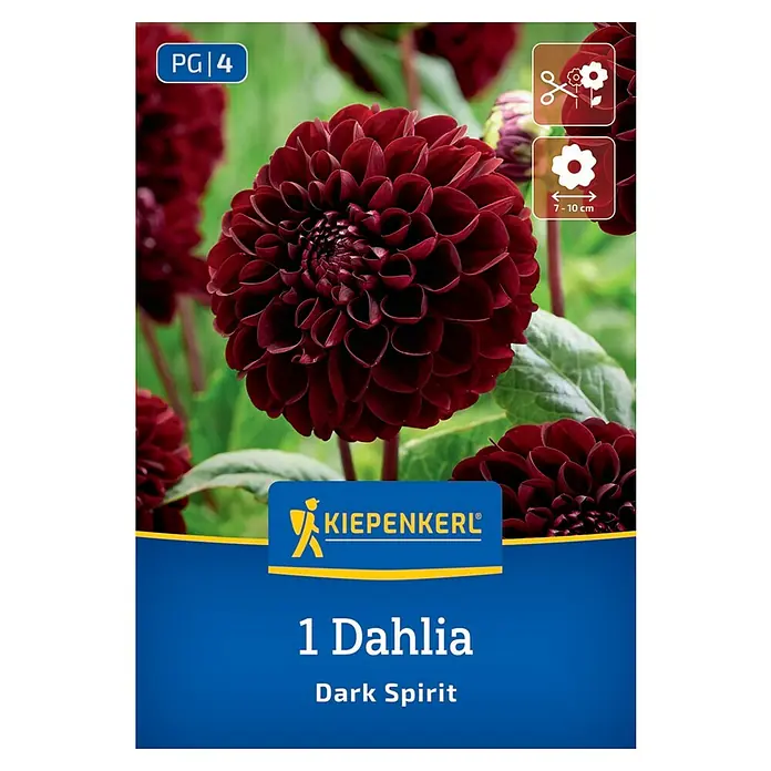 Kiepenkerl Dahlie Dark Spirit - Dahlia x Hybrida, Mehrfarbig - Das Bild zeigt eine 'Dark Spirit' Dahlie von Kiepenkerl, eine dunkelrote Blume mit dichten Blütenblättern und einer Blütengröße von 7-10 cm.