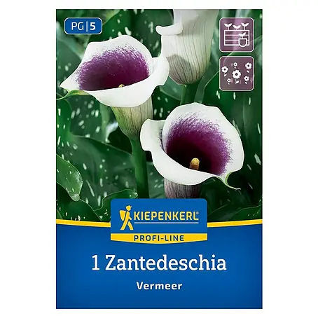 Kiepenkerl  Blumensamenmischung Calla Vermeer