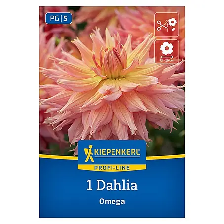 Kiepenkerl  Dahlie Omega