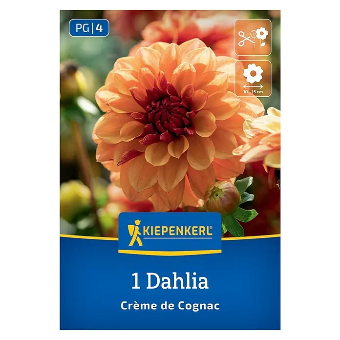 Kiepenkerl Dahlie Crème de Cognac - Dahlia x Hybrida, Mehrfarbig - Packung mit einer Dahlie "Crème de Cognac". Die Blüte ist orangefarben mit einem rotbraunen Zentrum und hat einen Durchmesser von 10-15 cm.