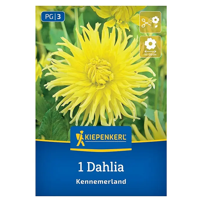 Kiepenkerl Dahlie Kennemerland - Dahlia x Hybrida, Mehrfarbig - Dahlie 'Kennemerland' Produktbild: Leuchtend gelbe Blüte, ideal für Beet und Vase, mit Hinweisen zu Pflanzabstand und Schnittblumenverwendung.