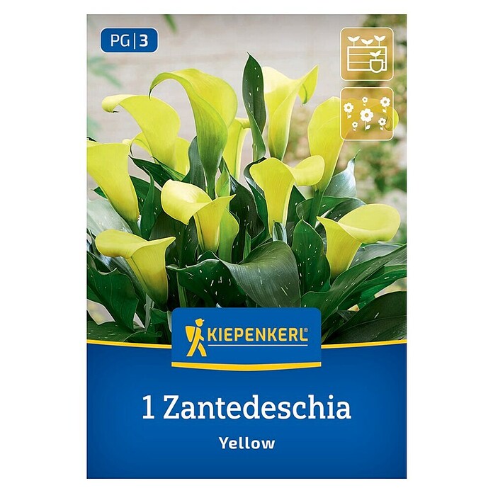 Kiepenkerl Mešana cvetlična semena sobne kale Yellow  (Zantedeschia x Hybrida) | 8113 - Frühjahrsblumenzwiebeln | IBXA - Blumenzwiebeln | IBX - Blumenzwiebeln | IB - Grünpflanzen/Sämereien | I - Stadtgarten | BAUHAUS