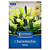 Kiepenkerl Mešana cvetlična semena sobne kale Yellow  (Zantedeschia x Hybrida) | 8113 - Frühjahrsblumenzwiebeln | IBXA - Blumenzwiebeln | IBX - Blumenzwiebeln | IB - Grünpflanzen/Sämereien | I - Stadtgarten | BAUHAUS
