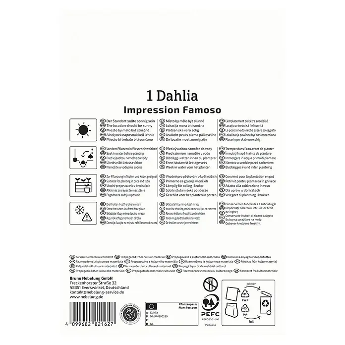 Kiepenkerl Dahlie Impression Famoso - Dahlia x Hybrida, Mehrfarbig - Produktverpackung: Dahlien-Anbauhinweise für sonnigen Standort, Bewässerung vor dem Pflanzen, Topfgeeignet und frostfreie Lagerung im Winter.