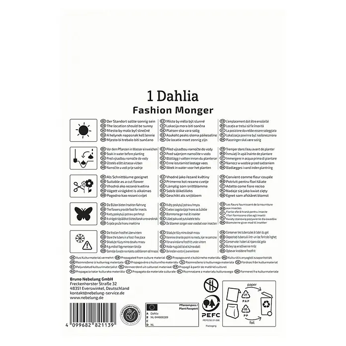 Kiepenkerl Dahlie Fashion Monger - Dahlia x Hybrida, Mehrfarbig - Produktinformationen für 1 Dahlie 'Fashion Monger' mit Pflanzanweisungen und Pflegehinweisen.