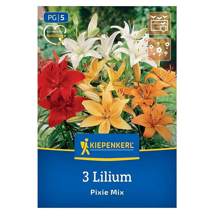 Kiepenkerl Blumensamenmischung Lilie Pixie Mix - Lilium x Hybrida, Mehrfarbig - Produktbild der Lilienmischung "Pixie Mix" von Kiepenkerl. Bunte Lilien, die jeden Garten verschönern und eine Augenweide sind.