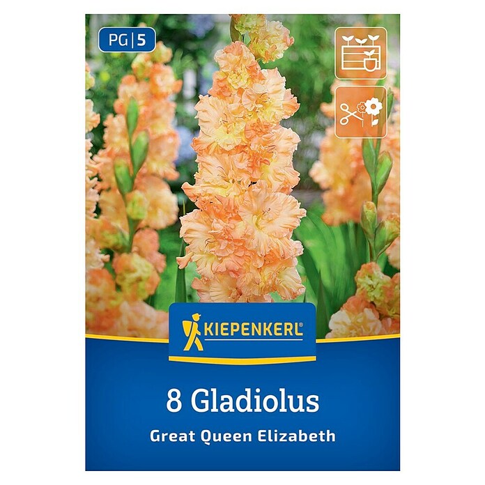 Kiepenkerl Mešana cvetlična semena gladijol Great Queen Elizabeth  (Gladiolus x Hybrida) | 8113 - Frühjahrsblumenzwiebeln | IBXA - Blumenzwiebeln | IBX - Blumenzwiebeln | IB - Grünpflanzen/Sämereien | I - Stadtgarten | BAUHAUS