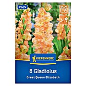 Kiepenkerl Mešana cvetlična semena gladijol Great Queen Elizabeth  (Gladiolus x Hybrida) | 8113 - Frühjahrsblumenzwiebeln | IBXA - Blumenzwiebeln | IBX - Blumenzwiebeln | IB - Grünpflanzen/Sämereien | I - Stadtgarten | BAUHAUS