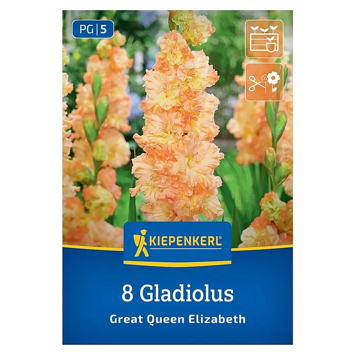 Kiepenkerl Blumensamenmischung Gladiole Great Queen Elizabeth - Gladiolus x Hybrida - Produktbild von "8 Gladiolus Great Queen Elizabeth" Blumenzwiebeln mit prächtigen, lachsfarbenen Blütenständen.