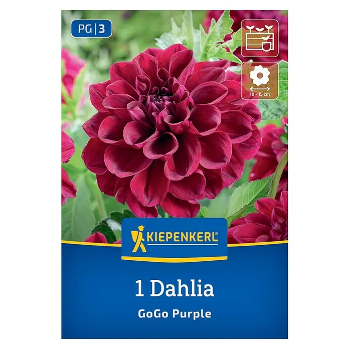 Kiepenkerl Dahlie Go Go Purple - Dahlia x Hybrida, Mehrfarbig - Produktbild einer "1 Dahlia GoGo Purple"-Blumenzwiebelpackung mit einer Nahaufnahme der tiefroten Dahlie.