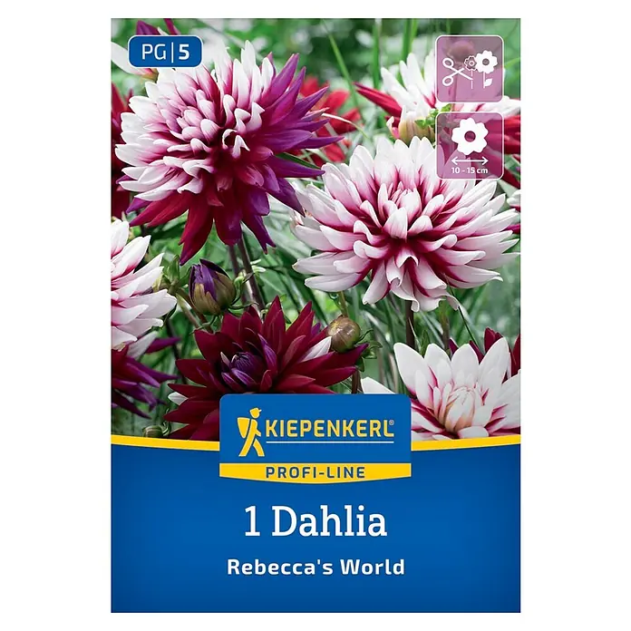 Kiepenkerl Dahlie Rebecca's World - Dahlia x Hybrida, Mehrfarbig - Kiepenkerl 1 Dahlie 'Rebecca's World' präsentiert strahlende, zweifarbige Blüten. Ideal für Beet und Vase, ein Blickfang im Garten.