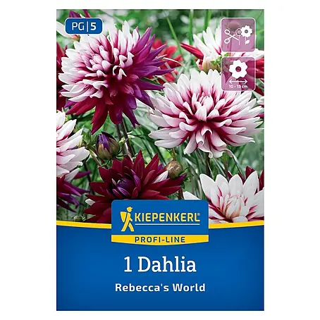 Kiepenkerl  Dahlie Rebecca's World