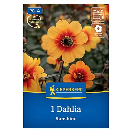 Kiepenkerl  Dahlie Sunshine