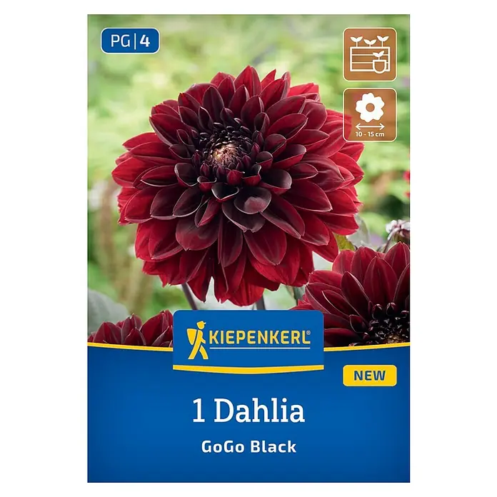 Kiepenkerl Dahlie Go Go Black - Dahlia x Hybrida, Mehrfarbig - Bild einer "1 Dahlia GoGo Black"-Blumenzwiebelpackung mit einer tiefroten Dahlie in voller Blüte und Informationen zur Pflanzung.