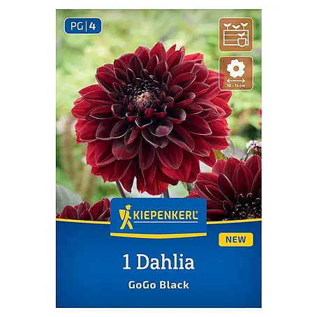 Kiepenkerl  Dahlie Go Go Black