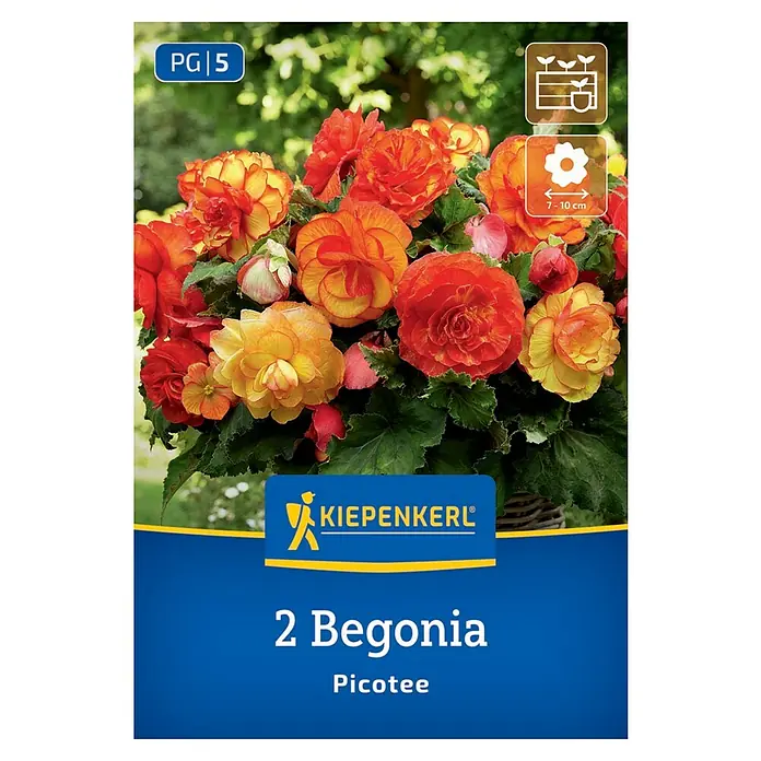 Kiepenkerl Blumensamenmischung Begonie Picotee - Begonia x Tuberhybrida, Mehrfarbig - Produktbild von Kiepenkerl 2 Begonia Picotee, mit leuchtenden, doppelten Blüten in Gelb- und Orangetönen, ideal für farbenfrohe Gärten.