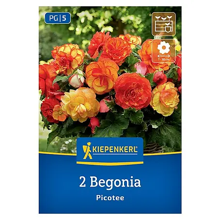 Kiepenkerl  Blumensamenmischung Begonie Picotee