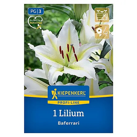 Kiepenkerl  Blumensamenmischung Lilie Baferrari