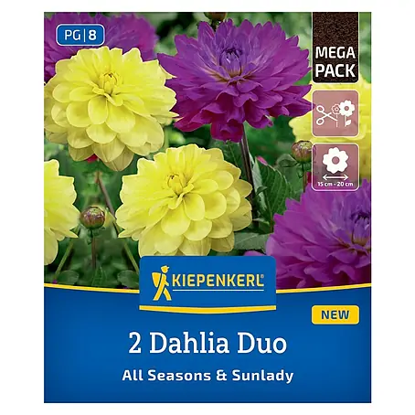 Kiepenkerl  Dahlie All Seasons & Sunlady