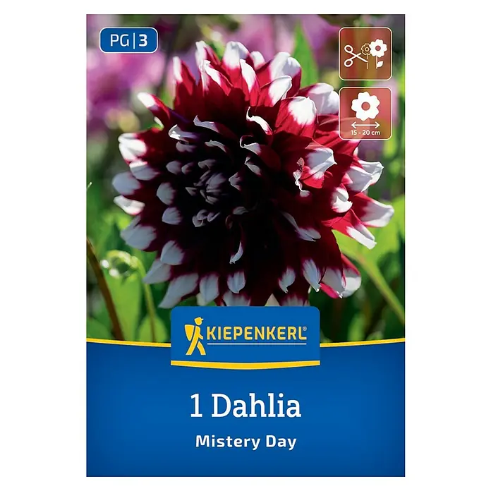 Kiepenkerl Dahlie Mistery Day - Dahlia x Hybrida, Mehrfarbig - Samenpackung einer rot-weiß gefärbten "Mistery Day" Dahlie von Kiepenkerl. Die Blüte wird 15-20 cm groß und ist perfekt für den Schnitt geeignet.
