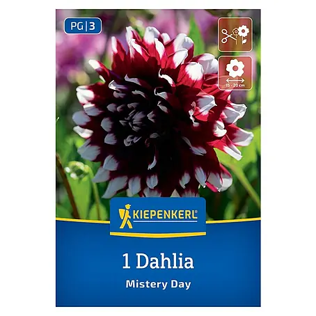 Kiepenkerl  Dahlie Mistery Day