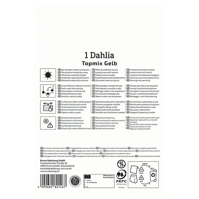 Kiepenkerl Dahlie Topmix Gelb - Dahlia x Hybrida, Gelb - Produktbild: 1 Dahlia Topmix Gelb. Hinweise zur idealen Pflanzung und Pflege für eine Topmix Gelb Dahlie.