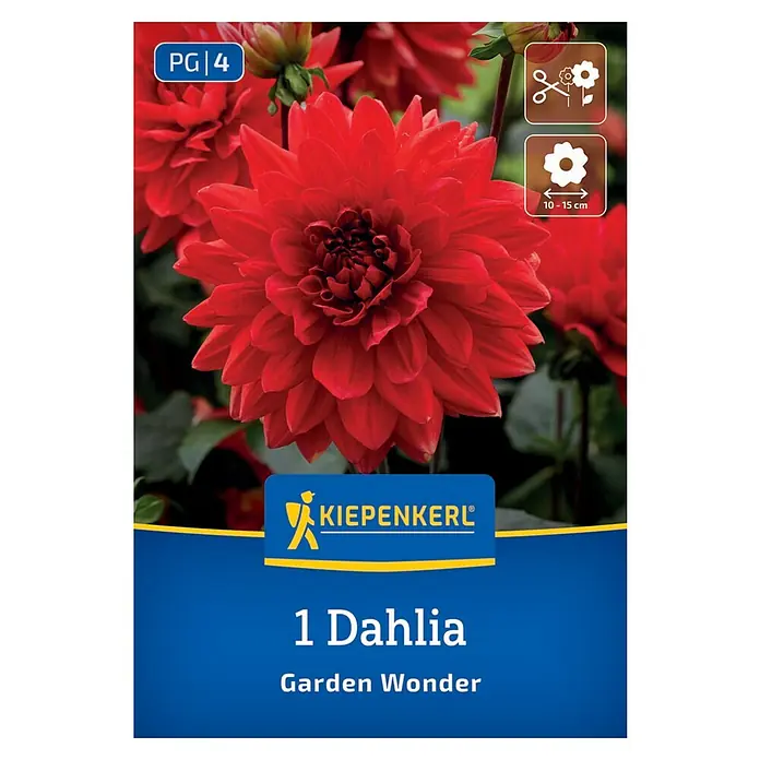Kiepenkerl Dahlie Garden Wonder - Dahlia x Hybrida, Rot - Dahlie 'Garden Wonder': Ein leuchtend roter Blickfang für jeden Garten. Einfach zu pflanzen, bringt üppige Blüten von 10-15 cm Durchmesser.